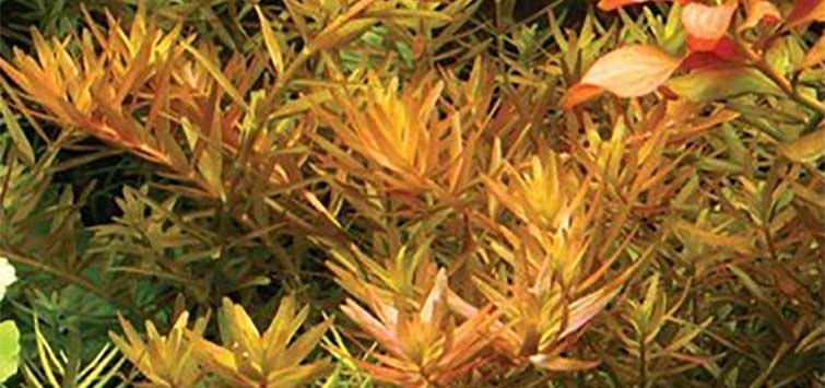 What Is The Aquatic Plant Dwarf Rotala