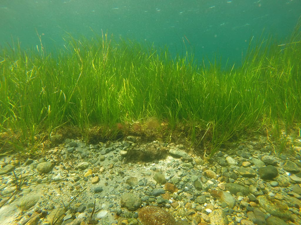 What Is The Aquatic Plant Eelgrass