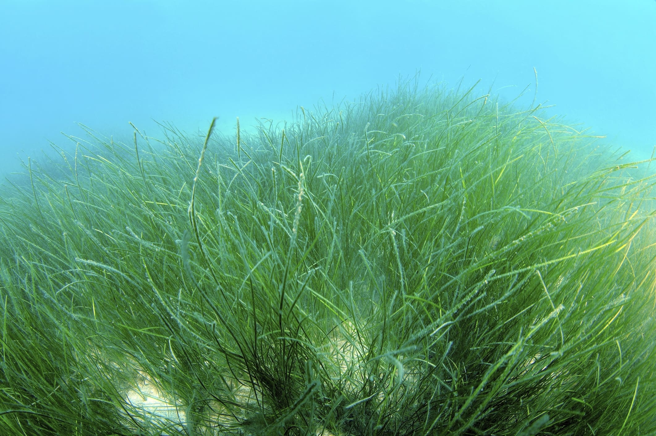 What Is The Aquatic Plant Eelgrass