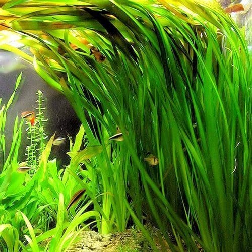 What Is The Aquatic Plant Eelgrass