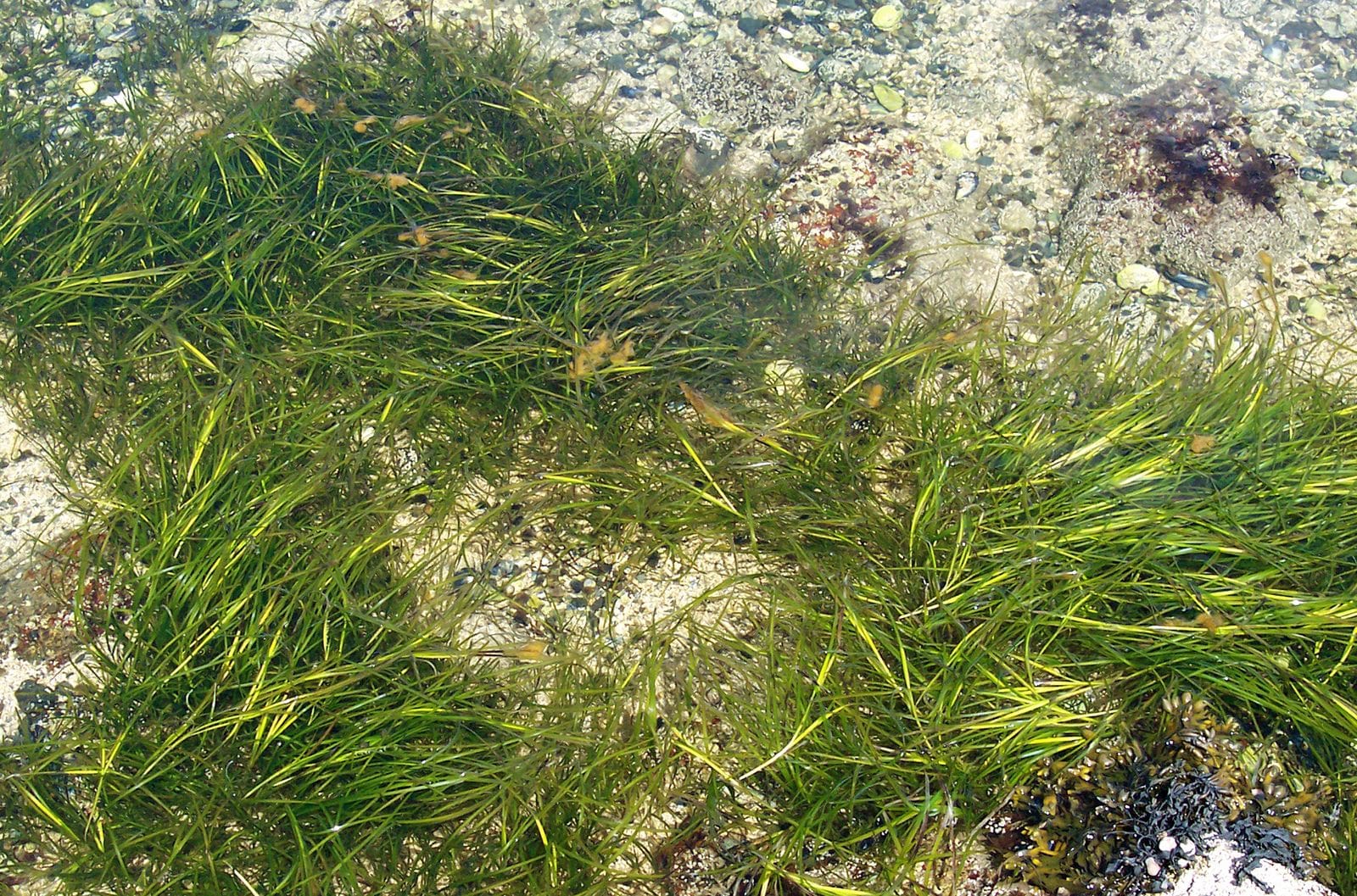 What Is The Aquatic Plant Eelgrass