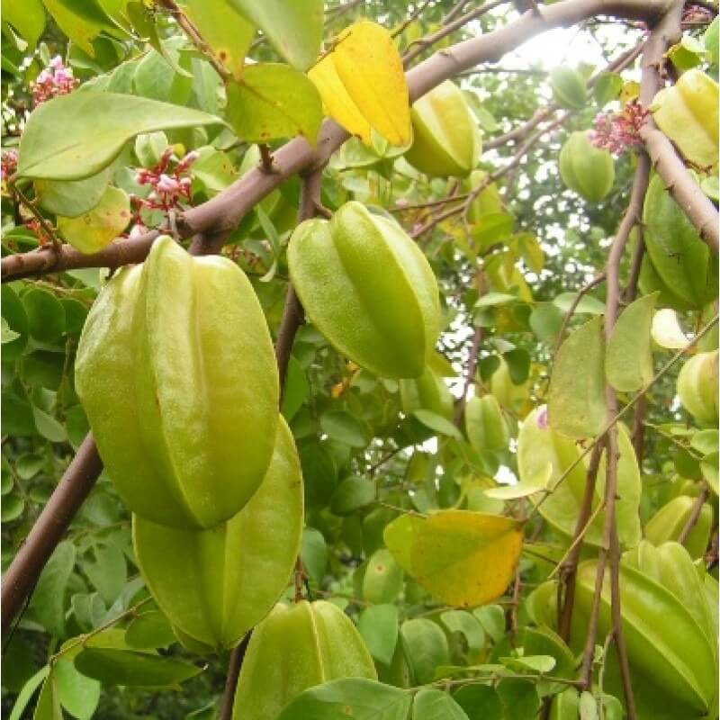 What Is The Aquatic Plant European Starfruit