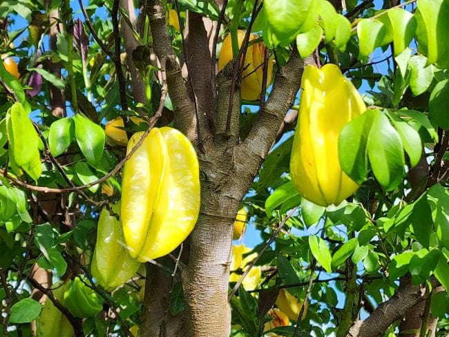 What Is The Aquatic Plant European Starfruit