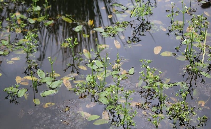 What Is The Aquatic Plant European Starfruit