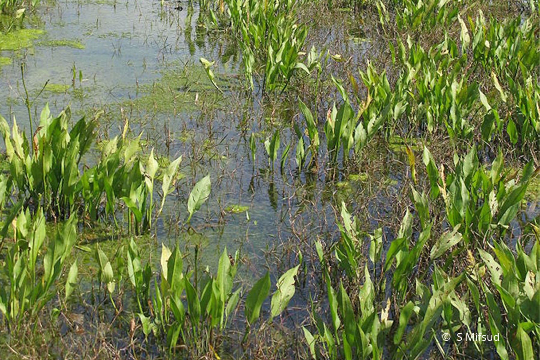 What Is The Aquatic Plant European Water Plantain