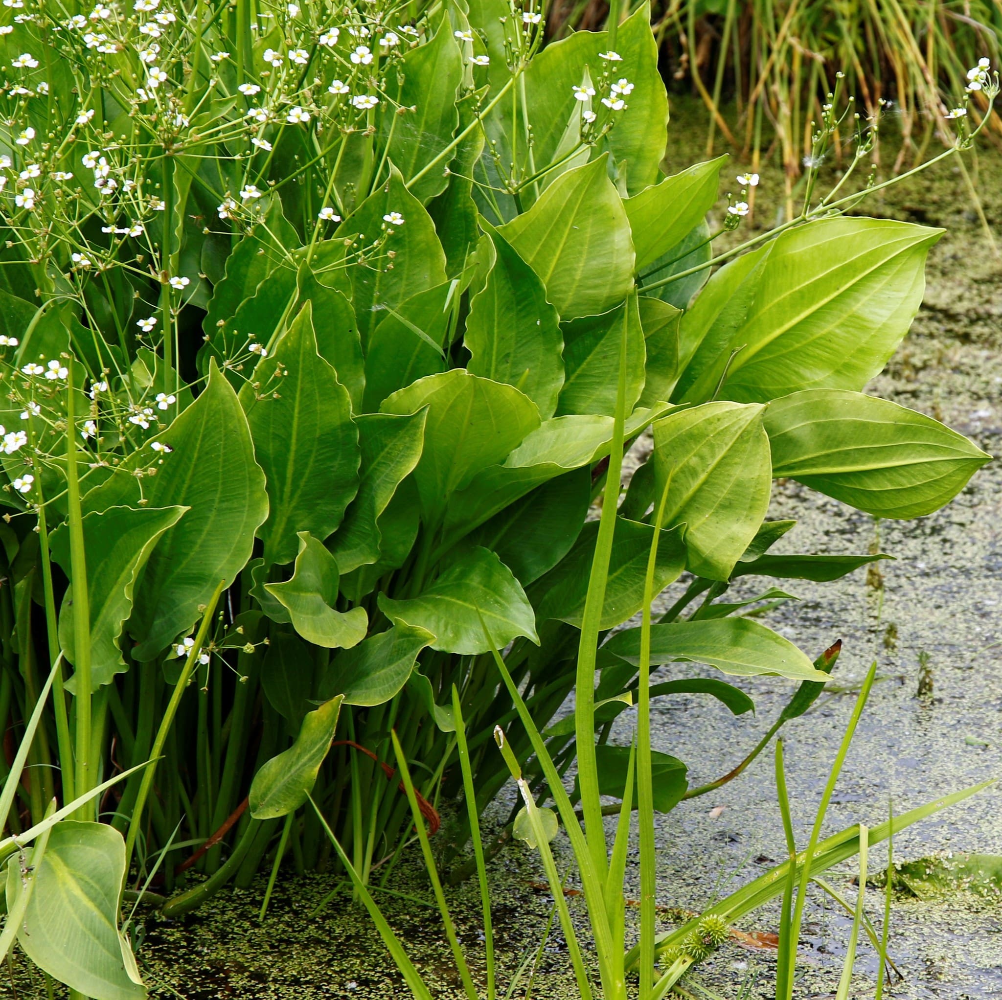 What Is The Aquatic Plant European Water Plantain