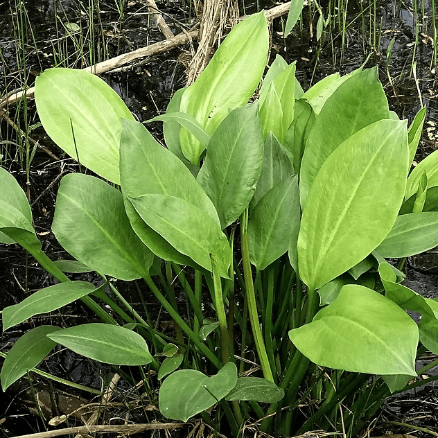 What Is The Aquatic Plant European Water Plantain