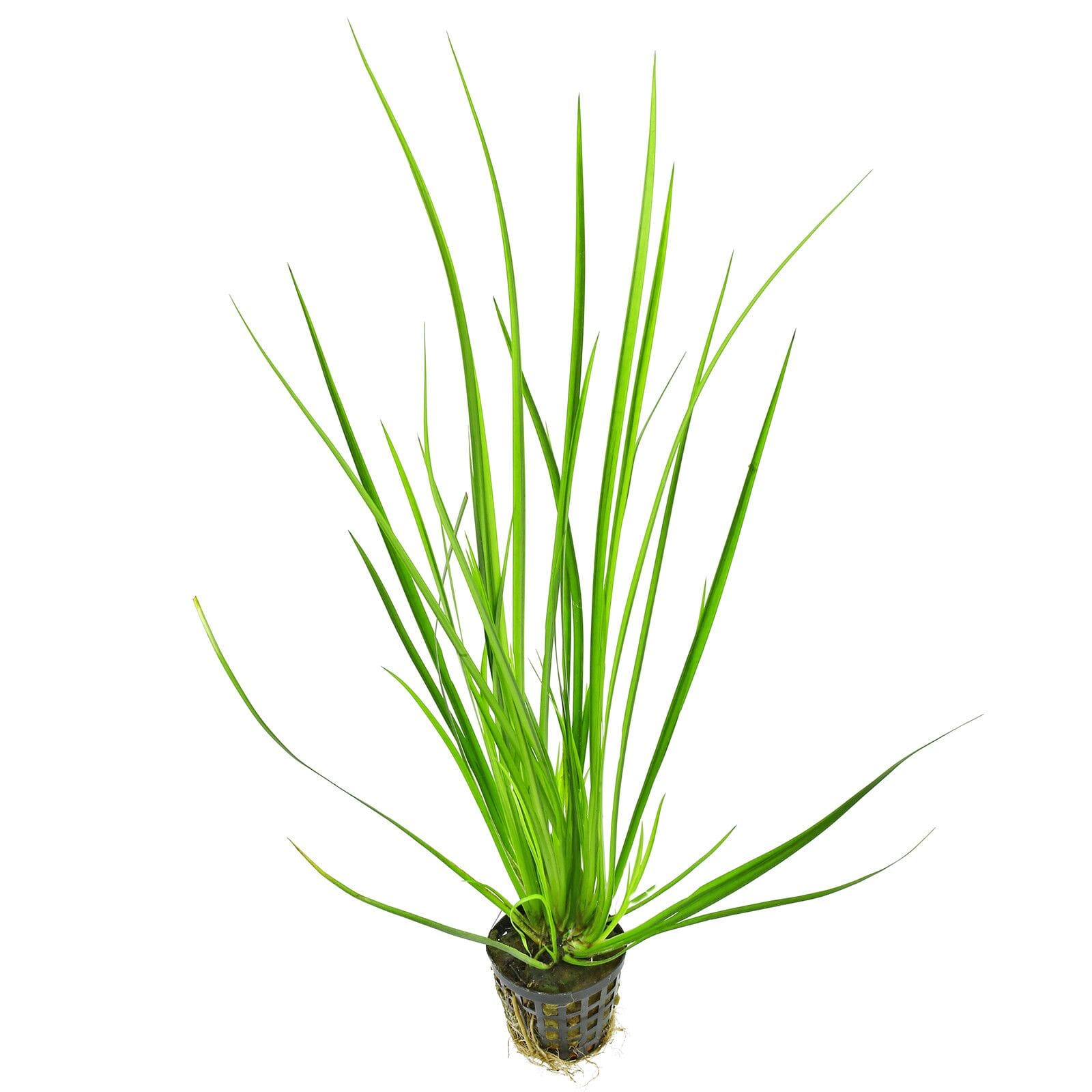 What Is The Aquatic Plant Grassleaf Sweetflag