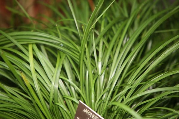 What Is The Aquatic Plant Grassleaf Sweetflag