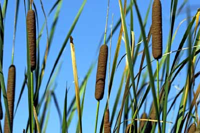 What Is The Aquatic Plant Grey Cattail