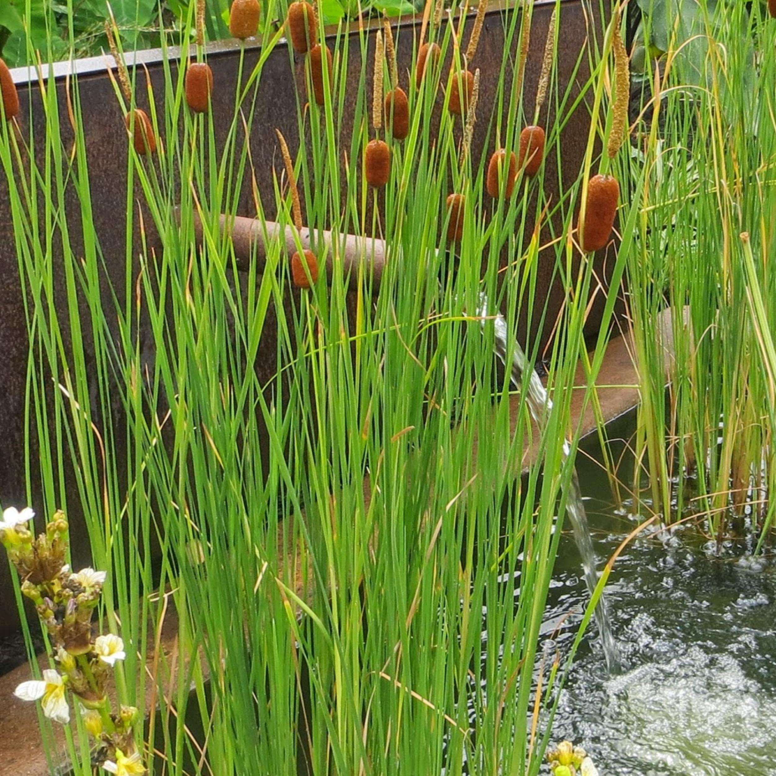 What Is The Aquatic Plant Grey Cattail