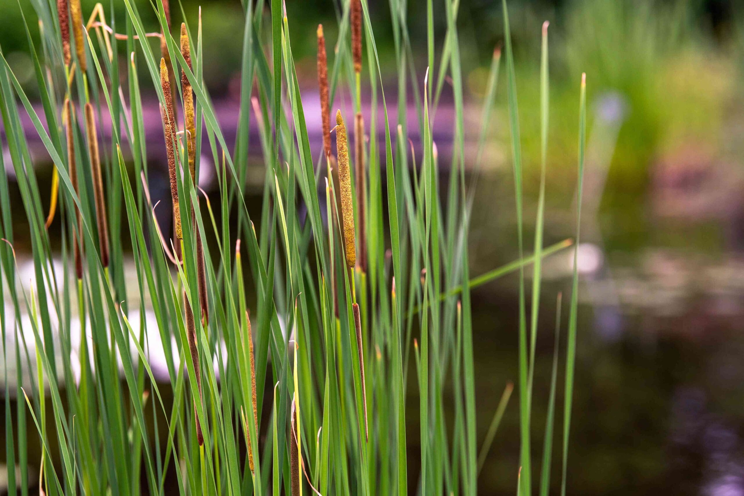 What Is The Aquatic Plant Grey Cattail