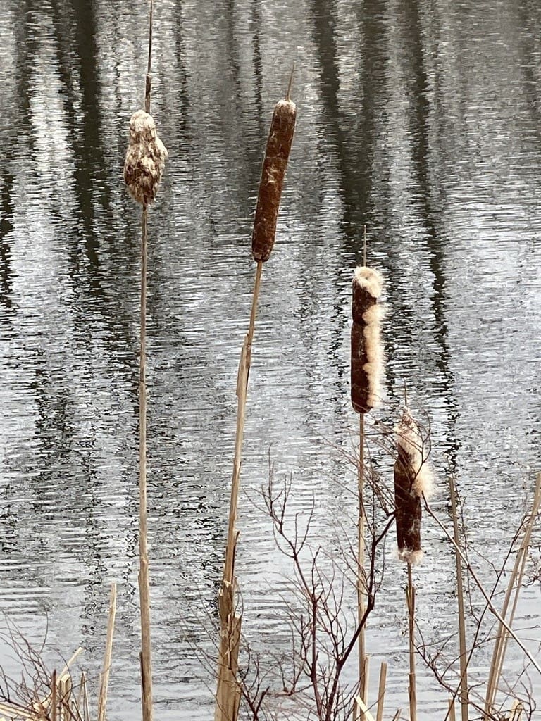 What Is The Aquatic Plant Grey Cattail