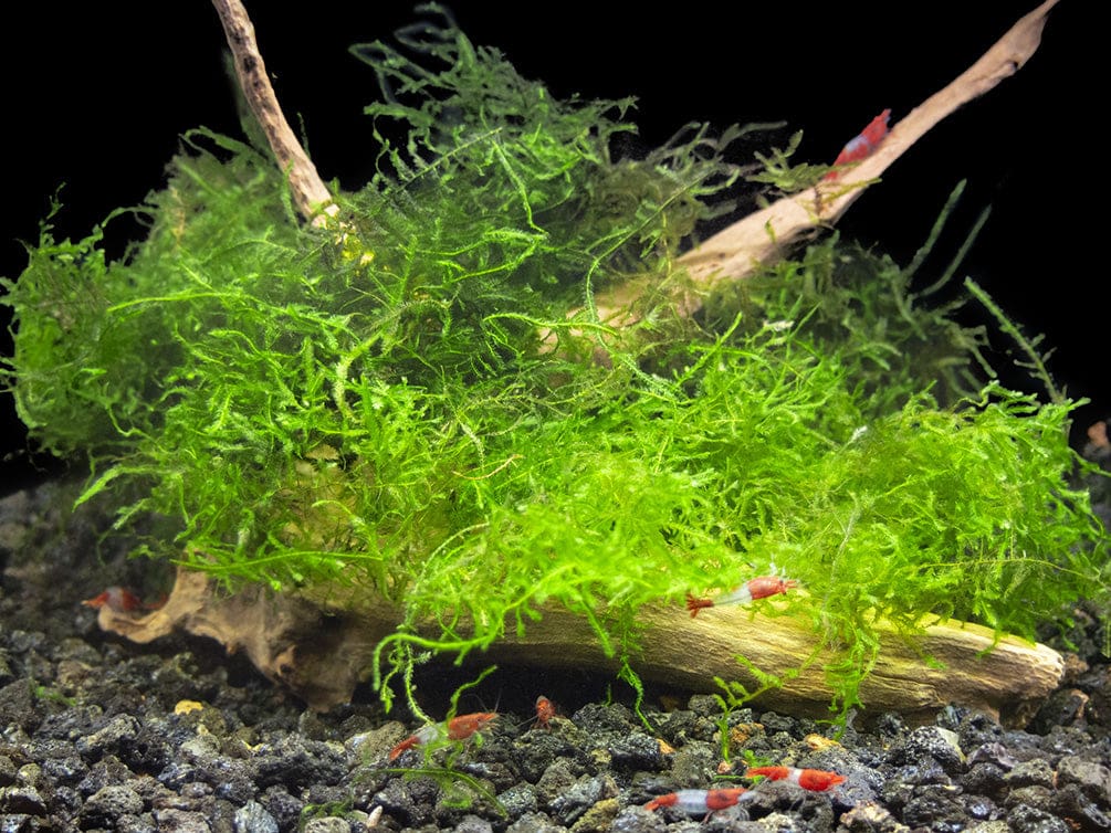 What Is The Aquatic Plant Java Moss