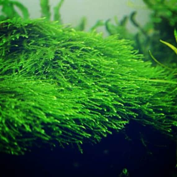 What Is The Aquatic Plant Java Moss