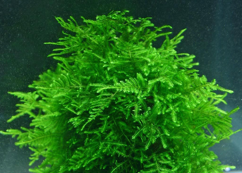 What Is The Aquatic Plant Java Moss