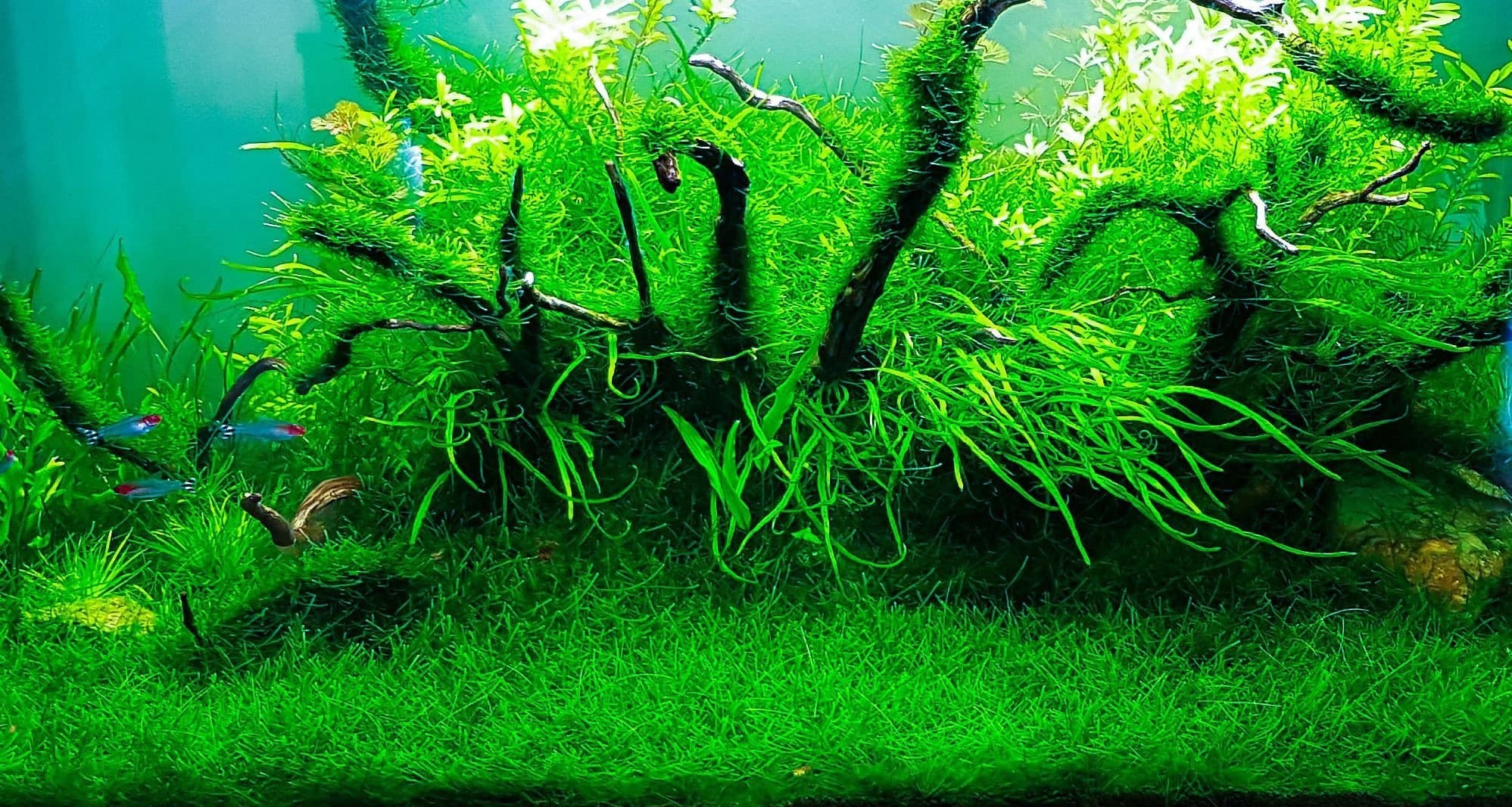 What Is The Aquatic Plant Java Moss