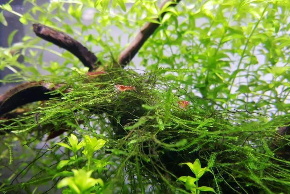 What Is The Aquatic Plant Java Moss