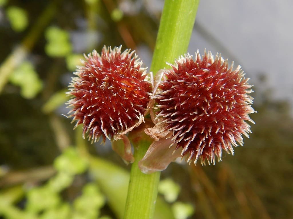 What Is The Aquatic Plant Large-fruited Arrowhead