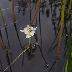 What Is The Aquatic Plant Large-fruited Arrowhead