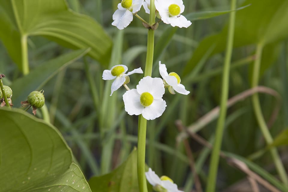 What Is The Aquatic Plant Large-fruited Arrowhead