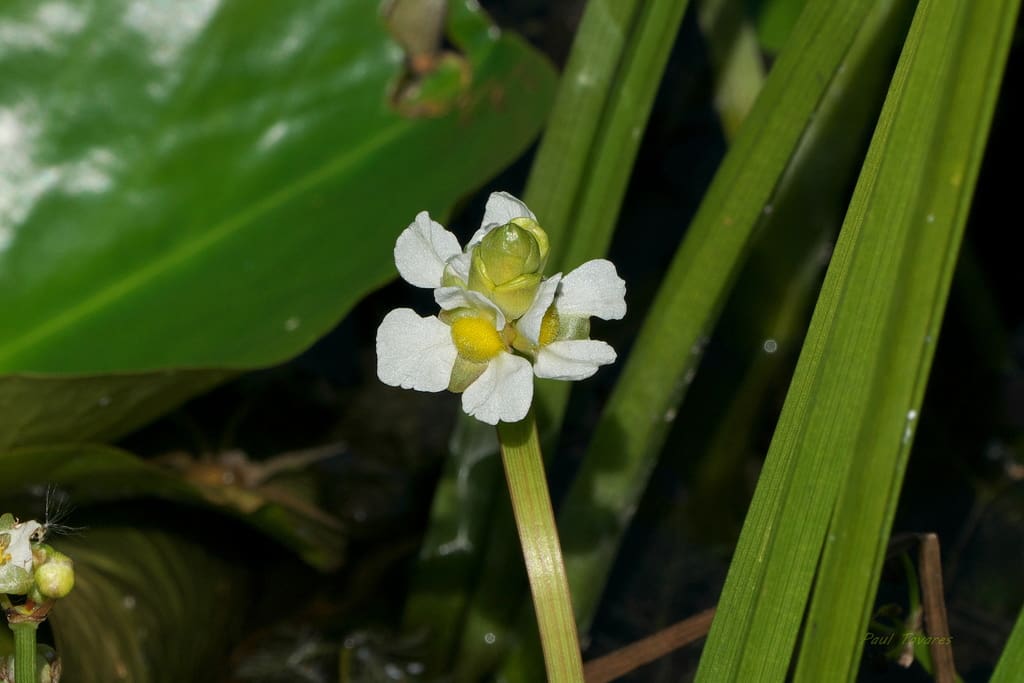 What Is The Aquatic Plant Large-fruited Arrowhead