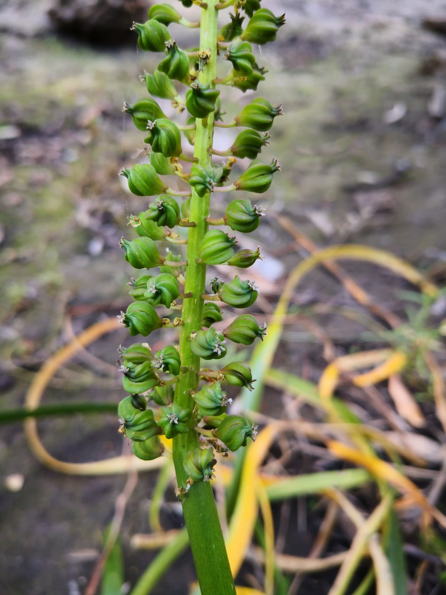 What Is The Aquatic Plant Large Water Ribbons