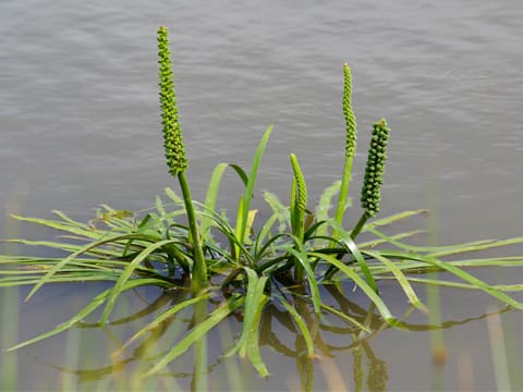 What Is The Aquatic Plant Large Water Ribbons