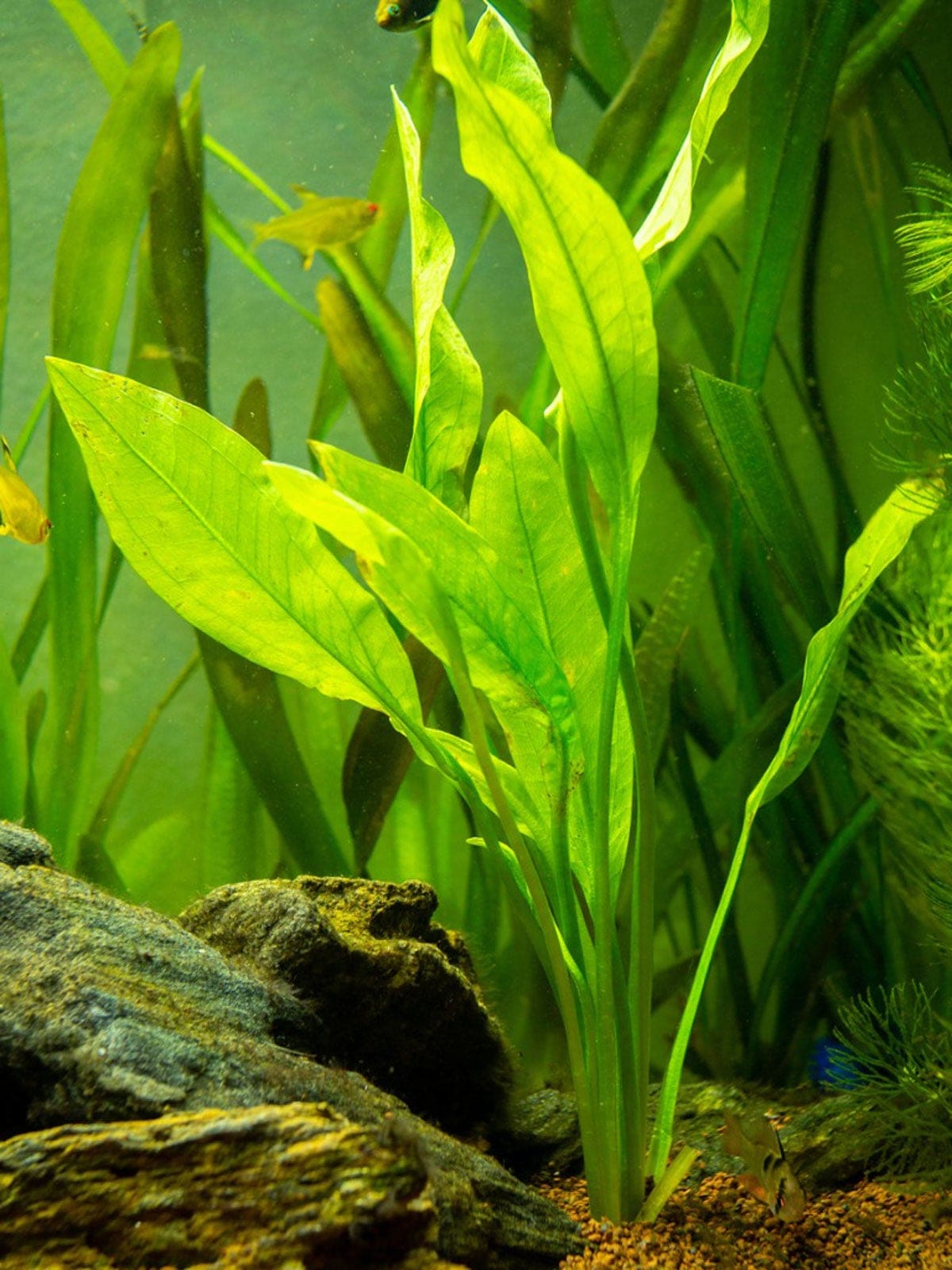 What Is The Aquatic Plant Long-leaf Sword Plant