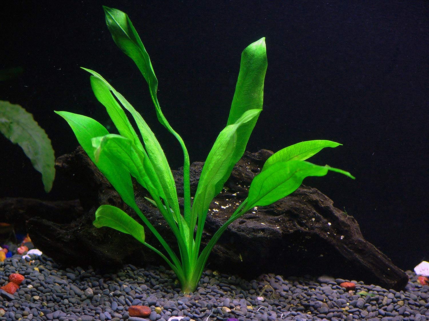 What Is The Aquatic Plant Long-leaf Sword Plant