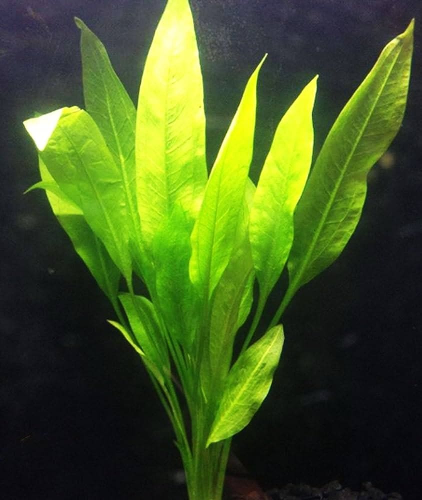 What Is The Aquatic Plant Long-leaf Sword Plant