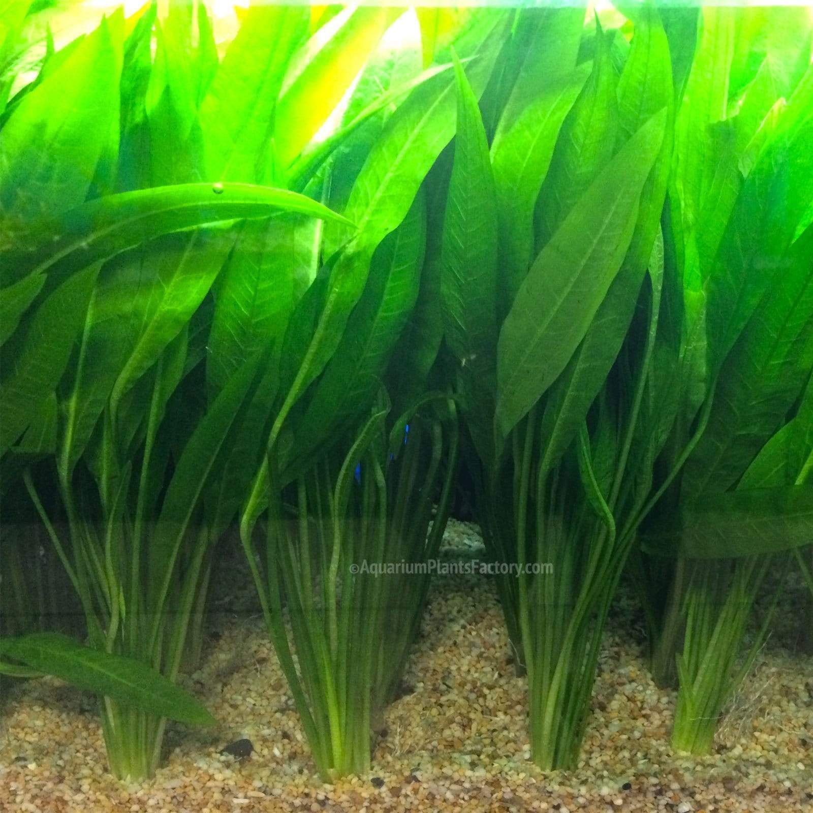 What Is The Aquatic Plant Long-leaf Sword Plant