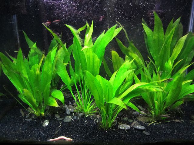 What Is The Aquatic Plant Long-leaf Sword Plant