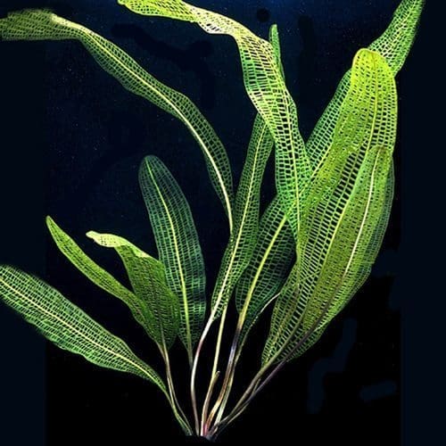 What Is The Aquatic Plant Madagascar Lace Plant