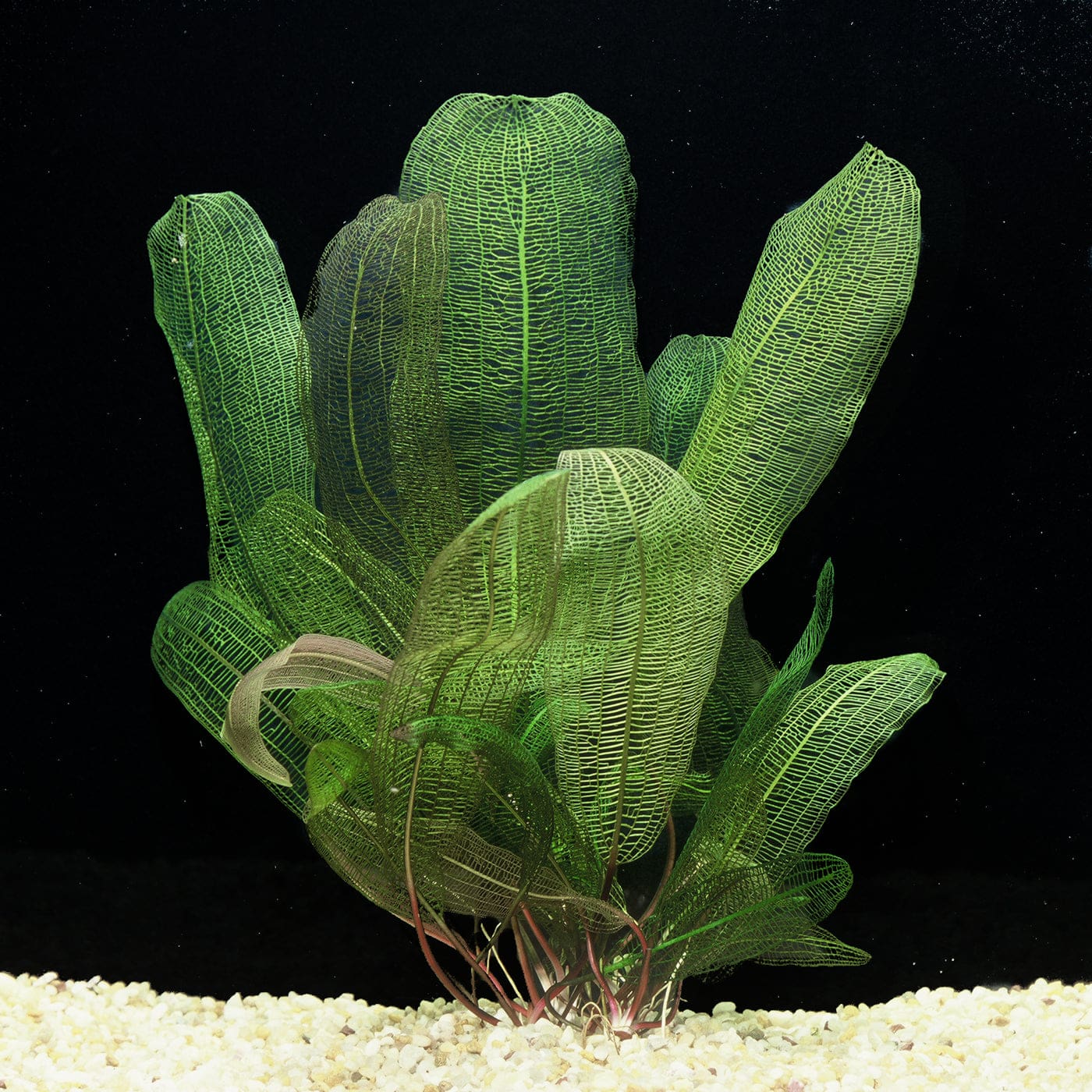 What Is The Aquatic Plant Madagascar Lace Plant