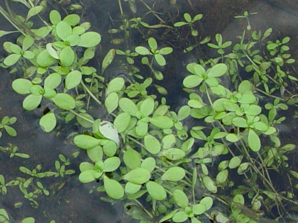 What Is The Aquatic Plant Marsh Water Starwort