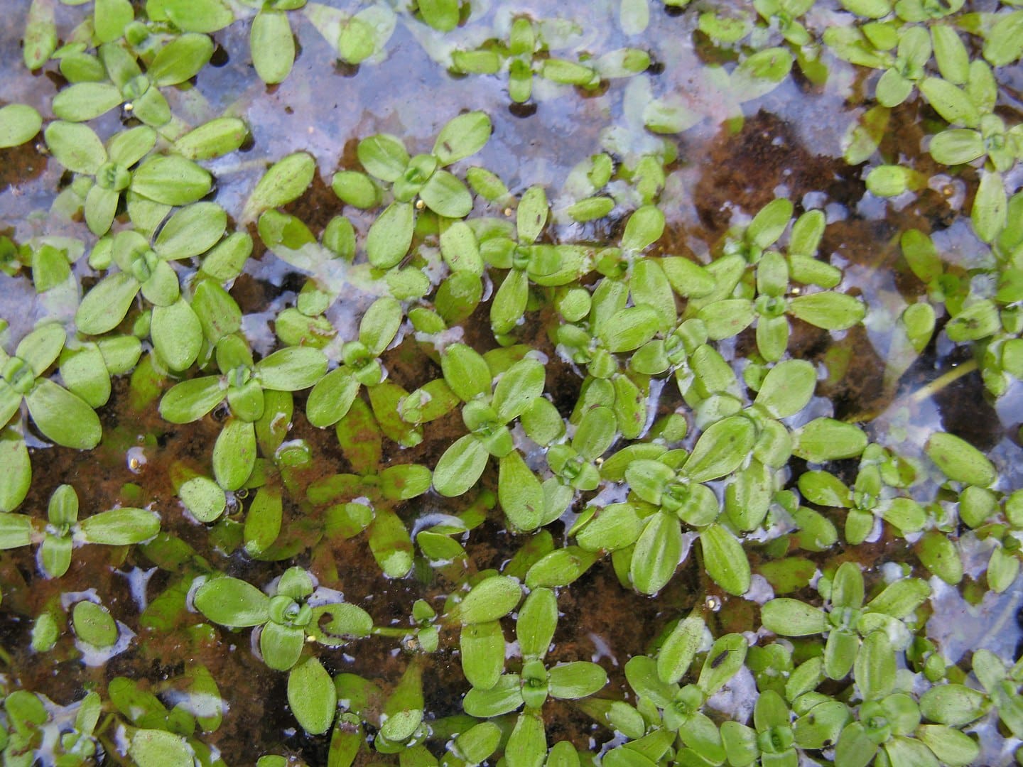 What Is The Aquatic Plant Marsh Water Starwort