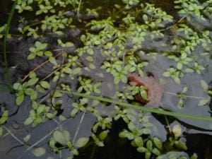 What Is The Aquatic Plant Marsh Water Starwort