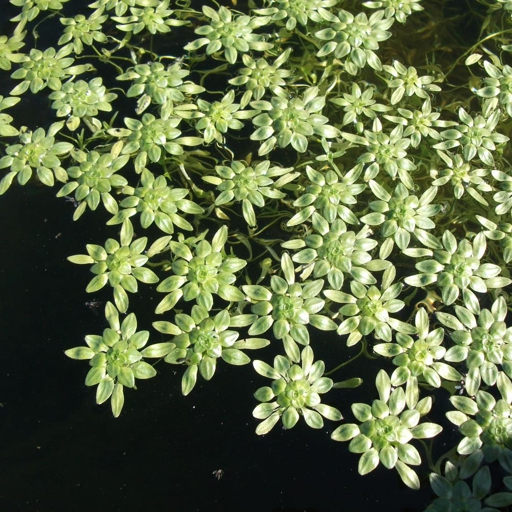 What Is The Aquatic Plant Marsh Water Starwort