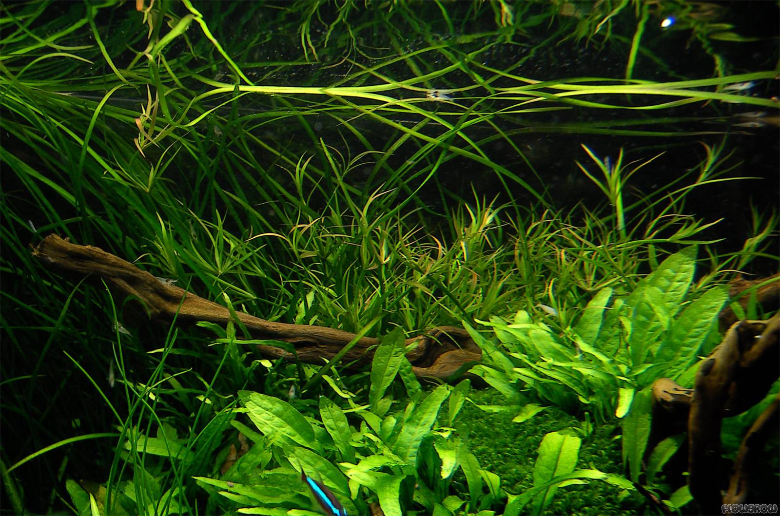 What Is The Aquatic Plant Mexican Rush