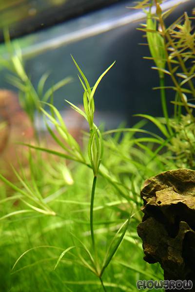 What Is The Aquatic Plant Mexican Rush