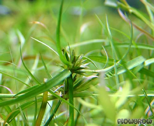 What Is The Aquatic Plant Mexican Rush