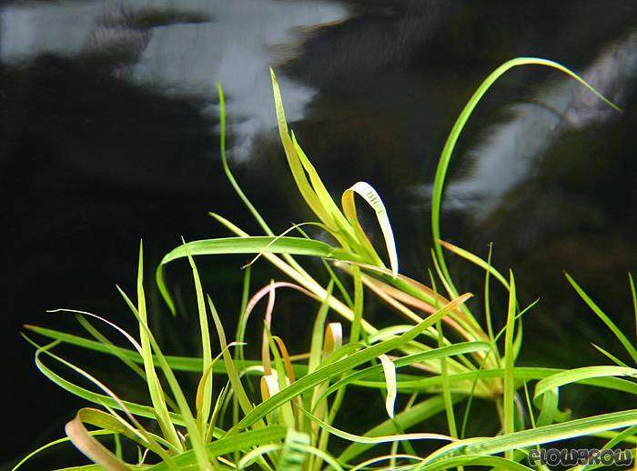 What Is The Aquatic Plant Mexican Rush