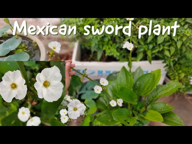 What Is The Aquatic Plant Mexican Sword Plant