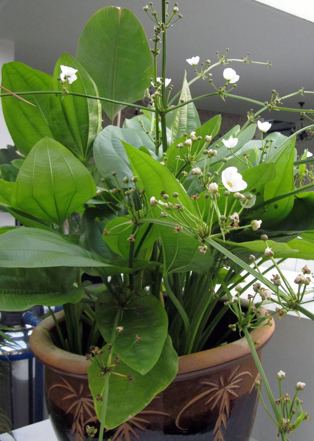 What Is The Aquatic Plant Mexican Sword Plant