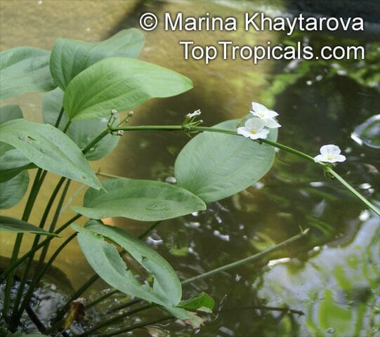 What Is The Aquatic Plant Mexican Sword Plant