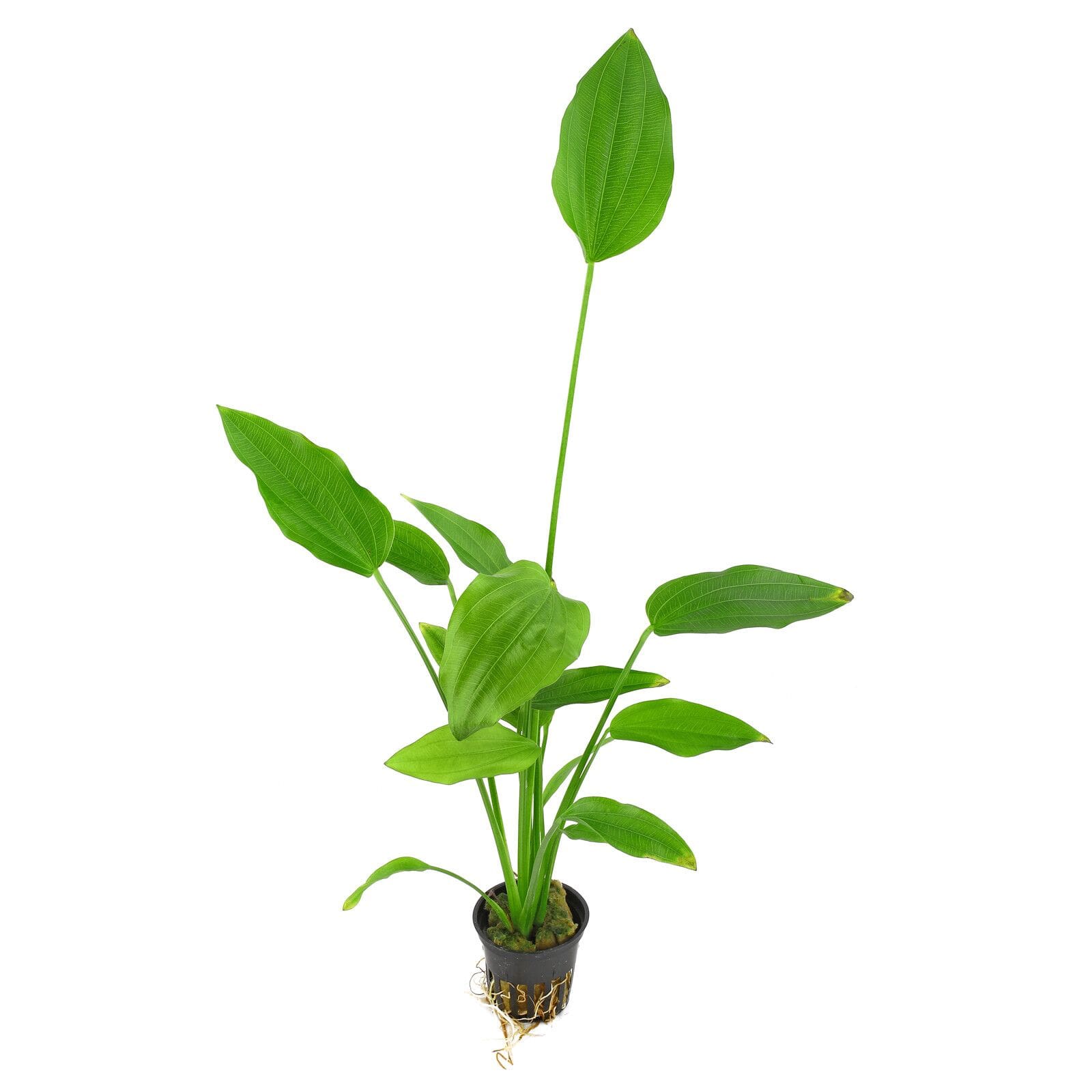 What Is The Aquatic Plant Mexican Sword Plant