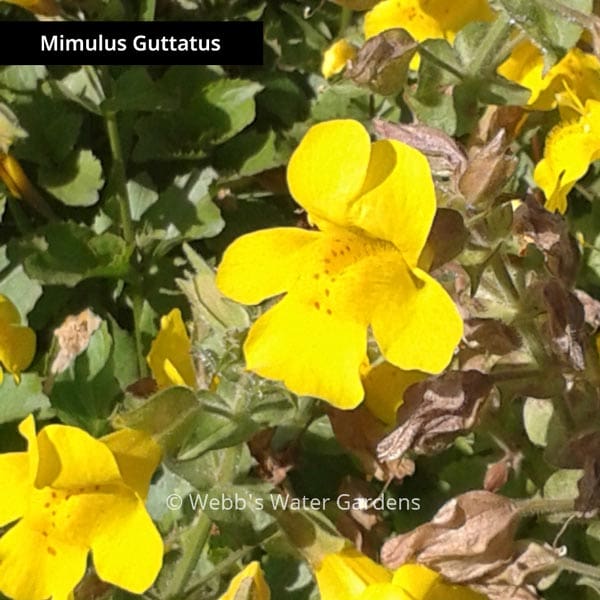 What Is The Aquatic Plant Mimulus Guttatus