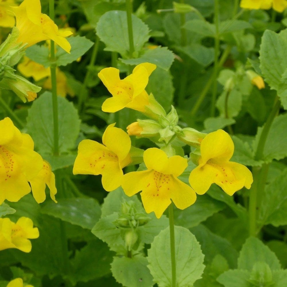 What Is The Aquatic Plant Mimulus Guttatus