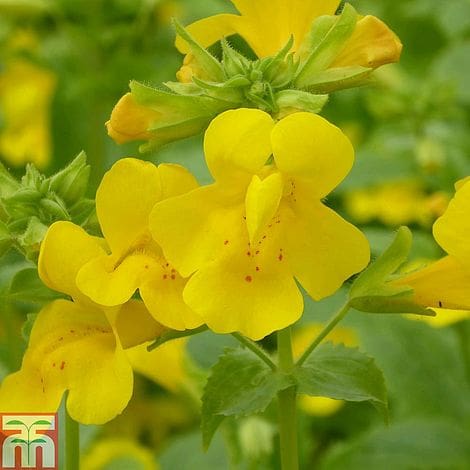 What Is The Aquatic Plant Mimulus Guttatus